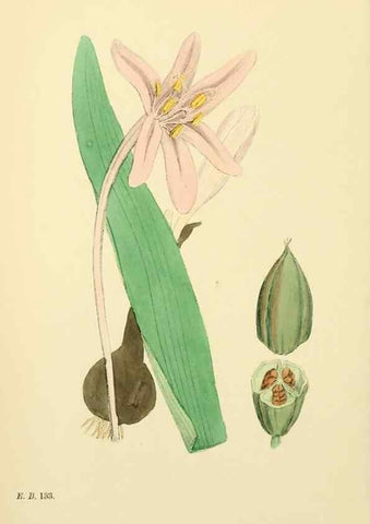 Reproducción/Reproduction 48753881521: English botany, or, Coloured figures of British plants /. London :R. Hardwicke,1863-1886.. 