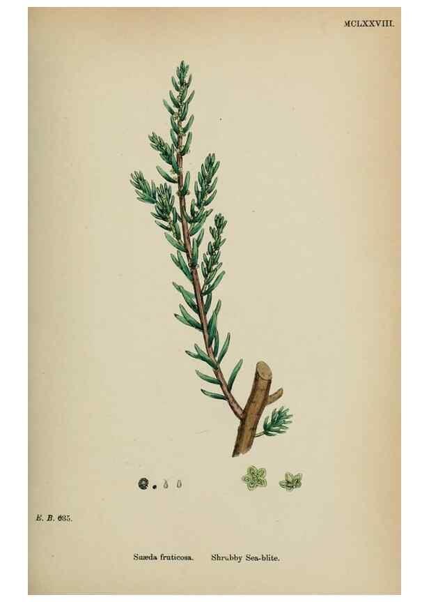 Reproducción/Reproduction 48754093377: English botany, or, Coloured figures of British plants /. London :R. Hardwicke,1863-1886.. 