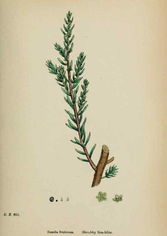 Reproducción/Reproduction 48754093377: English botany, or, Coloured figures of British plants /. London :R. Hardwicke,1863-1886.. 