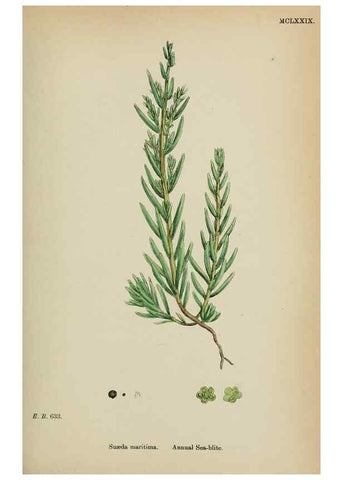 Reproducción/Reproduction 48753579028: English botany, or, Coloured figures of British plants /. London :R. Hardwicke,1863-1886.. 