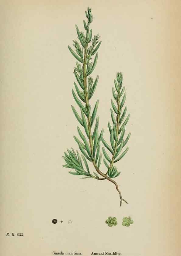 Reproducción/Reproduction 48753579028: English botany, or, Coloured figures of British plants /. London :R. Hardwicke,1863-1886.. 