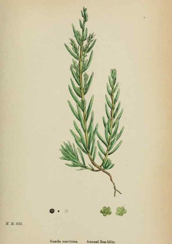 Reproducción/Reproduction 48753579028: English botany, or, Coloured figures of British plants /. London :R. Hardwicke,1863-1886.. 
