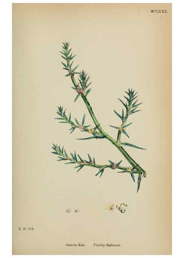 Reproducción/Reproduction 48754093862: English botany, or, Coloured figures of British plants /. London :R. Hardwicke,1863-1886.. 