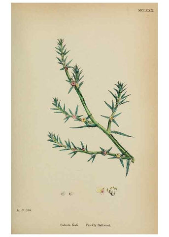 Reproducción/Reproduction 48754093862: English botany, or, Coloured figures of British plants /. London :R. Hardwicke,1863-1886.. 