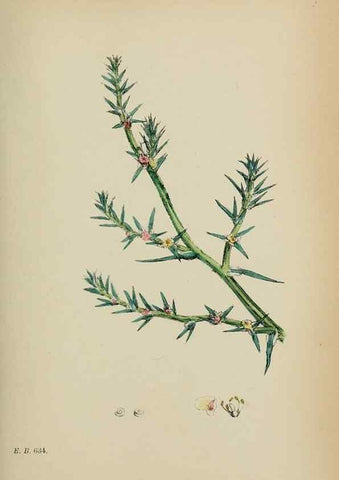 Reproducción/Reproduction 48754093862: English botany, or, Coloured figures of British plants /. London :R. Hardwicke,1863-1886.. 
