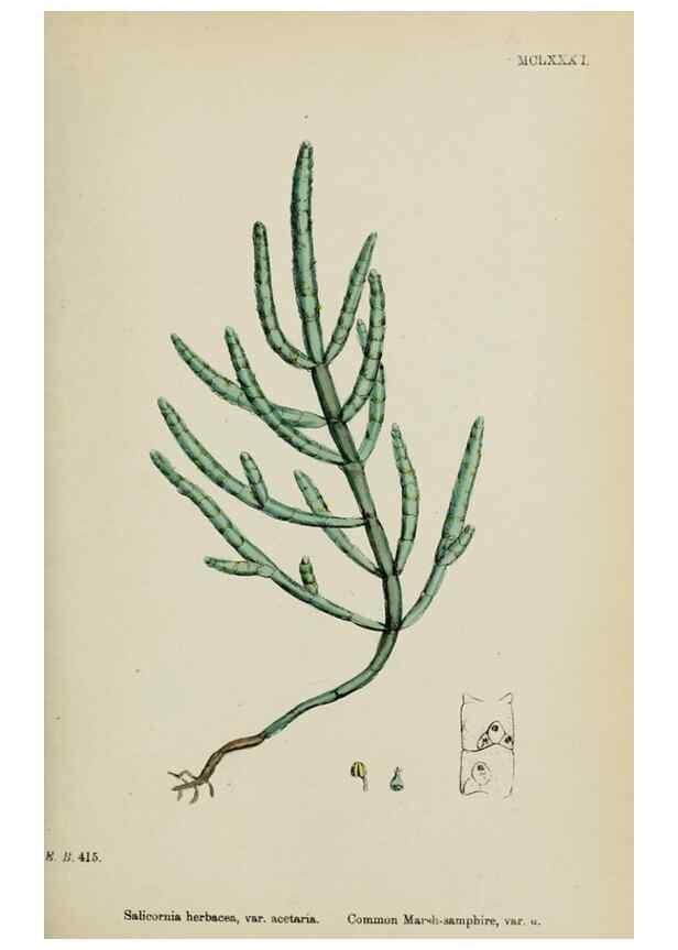 Reproducción/Reproduction 48753579458: English botany, or, Coloured figures of British plants /. London :R. Hardwicke,1863-1886.. 