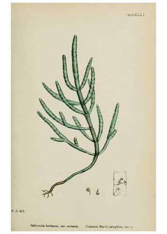 Reproducción/Reproduction 48753579458: English botany, or, Coloured figures of British plants /. London :R. Hardwicke,1863-1886.. 