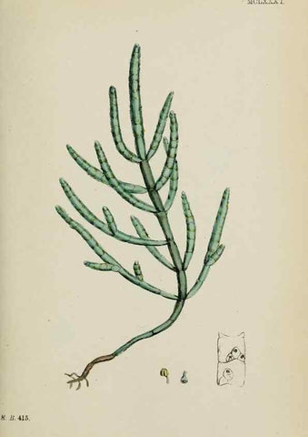 Reproducción/Reproduction 48753579458: English botany, or, Coloured figures of British plants /. London :R. Hardwicke,1863-1886.. 