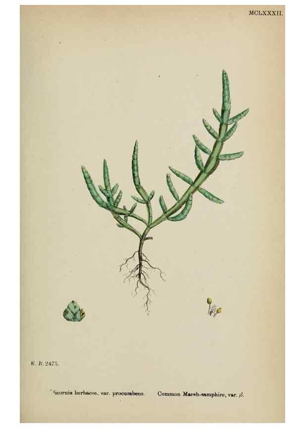 Reproducción/Reproduction 48753579623: English botany, or, Coloured figures of British plants /. London :R. Hardwicke,1863-1886.. 