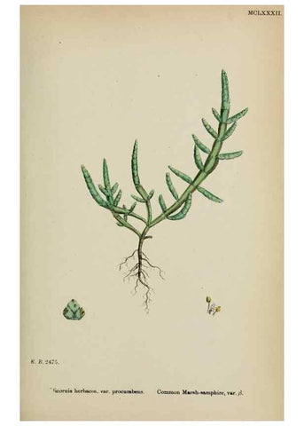 Reproducción/Reproduction 48753579623: English botany, or, Coloured figures of British plants /. London :R. Hardwicke,1863-1886.. 