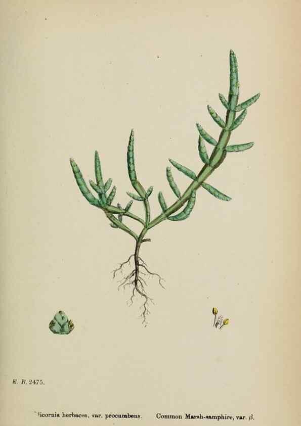 Reproducción/Reproduction 48753579623: English botany, or, Coloured figures of British plants /. London :R. Hardwicke,1863-1886.. 