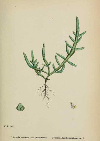 Reproducción/Reproduction 48753579623: English botany, or, Coloured figures of British plants /. London :R. Hardwicke,1863-1886.. 