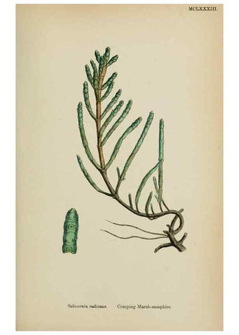 Reproducción/Reproduction 48753579843: English botany, or, Coloured figures of British plants /. London :R. Hardwicke,1863-1886.. 