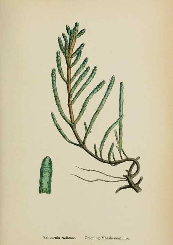 Reproducción/Reproduction 48753579843: English botany, or, Coloured figures of British plants /. London :R. Hardwicke,1863-1886.. 