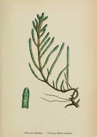 Reproducción/Reproduction 48753579843: English botany, or, Coloured figures of British plants /. London :R. Hardwicke,1863-1886.. 