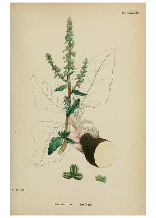 Reproducción/Reproduction 48753579968: English botany, or, Coloured figures of British plants /. London :R. Hardwicke,1863-1886.. 