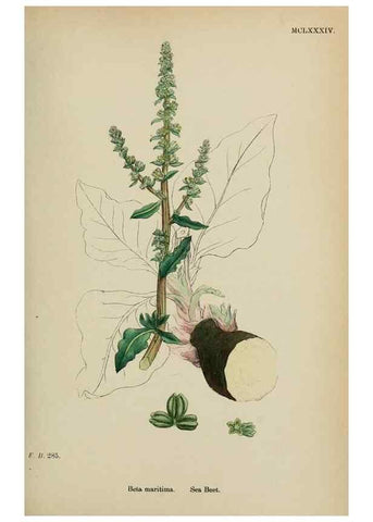 Reproducción/Reproduction 48753579968: English botany, or, Coloured figures of British plants /. London :R. Hardwicke,1863-1886.. 