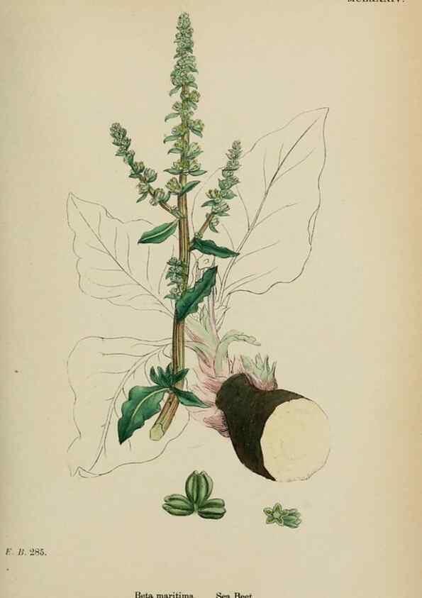 Reproducción/Reproduction 48753579968: English botany, or, Coloured figures of British plants /. London :R. Hardwicke,1863-1886.. 