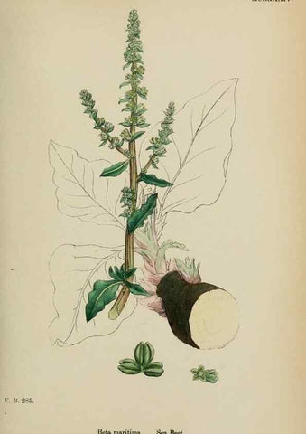 Reproducción/Reproduction 48753579968: English botany, or, Coloured figures of British plants /. London :R. Hardwicke,1863-1886.. 