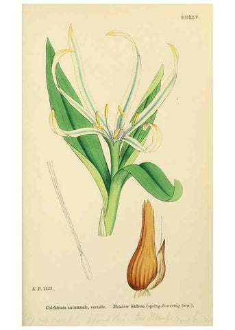 Reproducción/Reproduction 48753557238: English botany, or, Coloured figures of British plants /. London :R. Hardwicke,1863-1886.. 