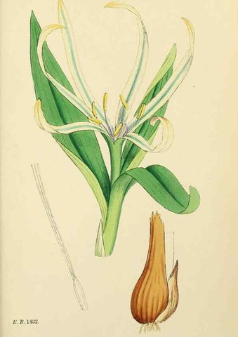 Reproducción/Reproduction 48753557238: English botany, or, Coloured figures of British plants /. London :R. Hardwicke,1863-1886.. 