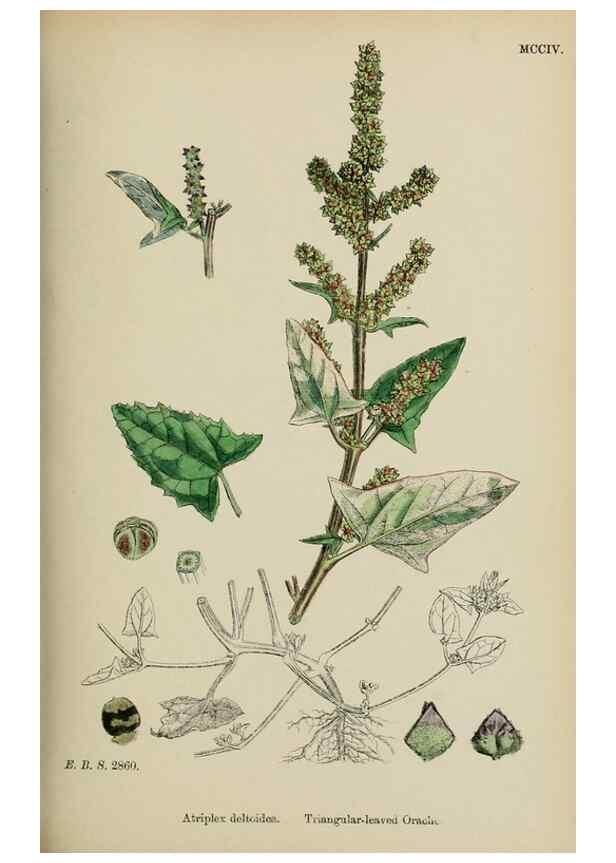 Reproducción/Reproduction 48754098662: English botany, or, Coloured figures of British plants /. London :R. Hardwicke,1863-1886.. 