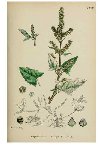 Reproducción/Reproduction 48754098662: English botany, or, Coloured figures of British plants /. London :R. Hardwicke,1863-1886.. 