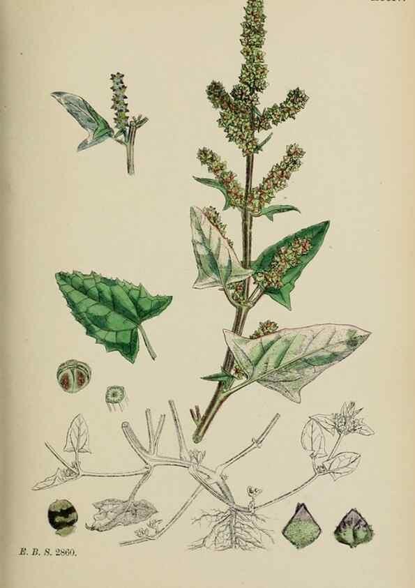 Reproducción/Reproduction 48754098662: English botany, or, Coloured figures of British plants /. London :R. Hardwicke,1863-1886.. 