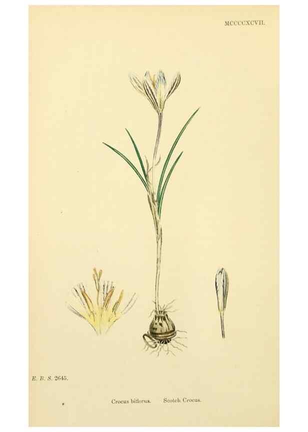 Reproducción/Reproduction 48754055822: English botany, or, Coloured figures of British plants /. London :R. Hardwicke,1863-1886.. 