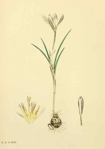 Reproducción/Reproduction 48754055822: English botany, or, Coloured figures of British plants /. London :R. Hardwicke,1863-1886.. 