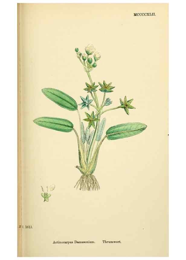 Reproducción/Reproduction 48754029587: English botany, or, Coloured figures of British plants /. London :R. Hardwicke,1863-1886.. 
