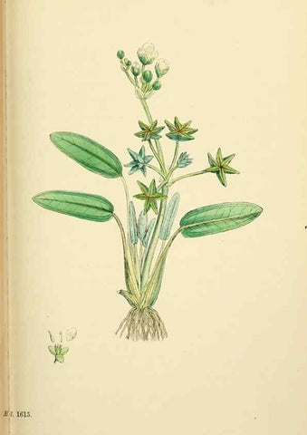 Reproducción/Reproduction 48754029587: English botany, or, Coloured figures of British plants /. London :R. Hardwicke,1863-1886.. 