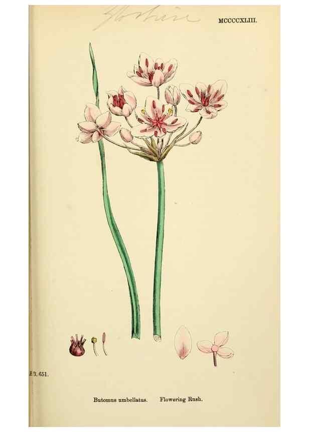 Reproducción/Reproduction 48753853726: English botany, or, Coloured figures of British plants /. London :R. Hardwicke,1863-1886.. 