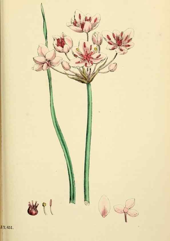Reproducción/Reproduction 48753853726: English botany, or, Coloured figures of British plants /. London :R. Hardwicke,1863-1886.. 