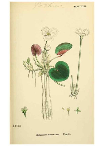 Reproducción/Reproduction 48754044377: English botany, or, Coloured figures of British plants /. London :R. Hardwicke,1863-1886.. 