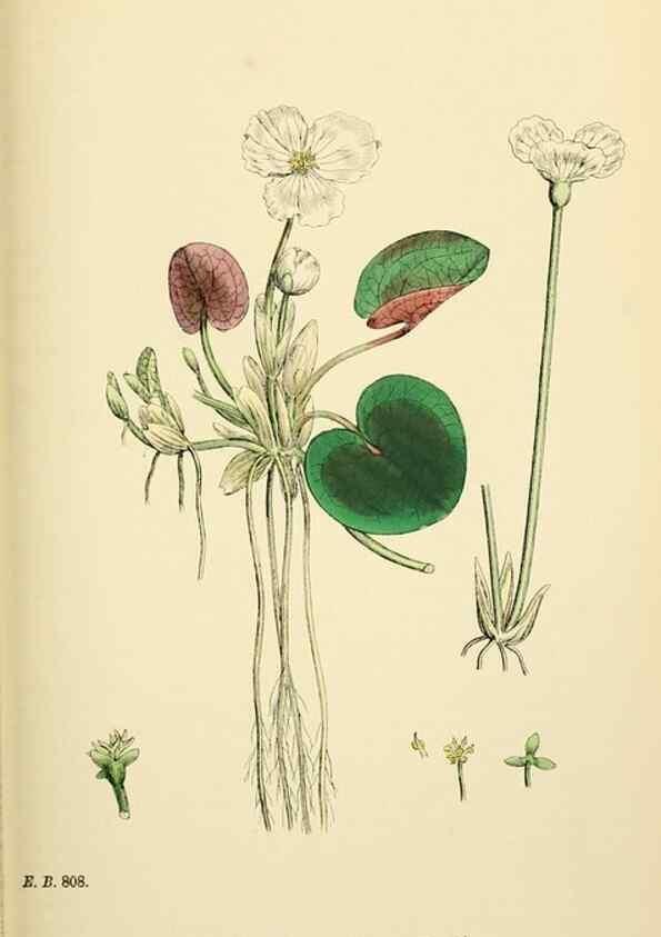Reproducción/Reproduction 48754044377: English botany, or, Coloured figures of British plants /. London :R. Hardwicke,1863-1886.. 