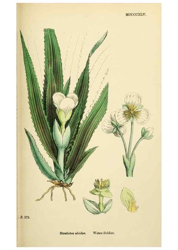 Reproducción/Reproduction 48754044572: English botany, or, Coloured figures of British plants /. London :R. Hardwicke,1863-1886.. 