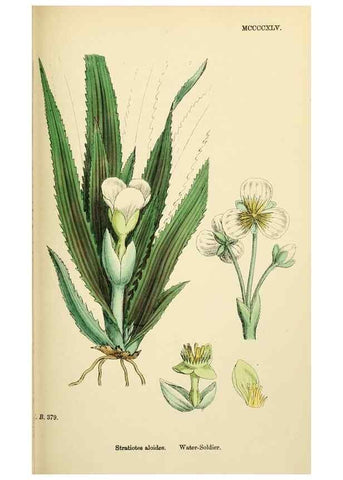 Reproducción/Reproduction 48754044572: English botany, or, Coloured figures of British plants /. London :R. Hardwicke,1863-1886.. 