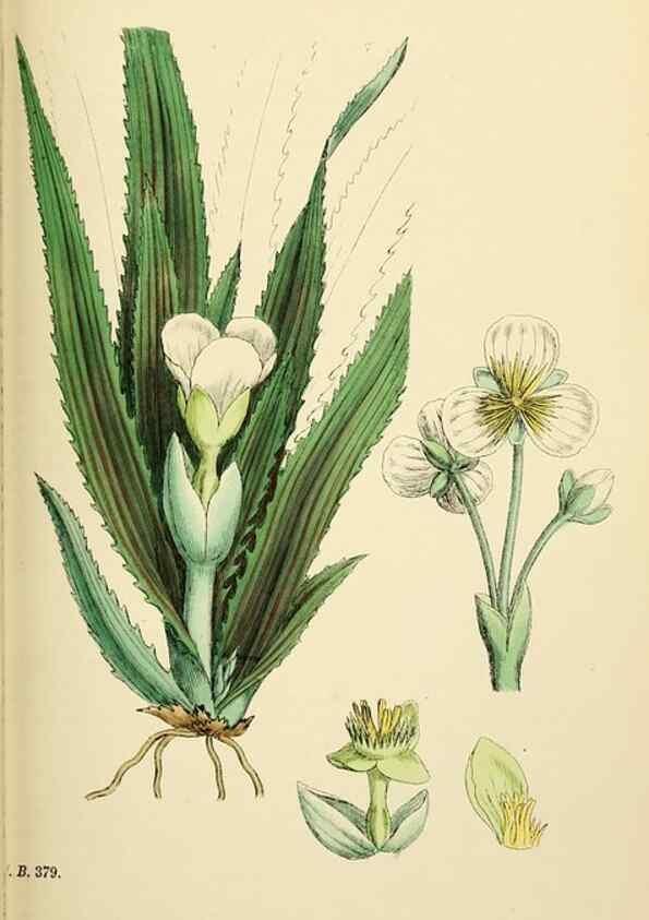 Reproducción/Reproduction 48754044572: English botany, or, Coloured figures of British plants /. London :R. Hardwicke,1863-1886.. 