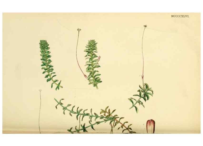 Reproducción/Reproduction 48754044747: English botany, or, Coloured figures of British plants /. London :R. Hardwicke,1863-1886.. 