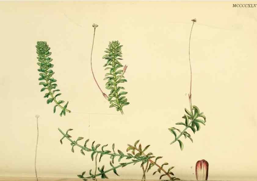 Reproducción/Reproduction 48754044747: English botany, or, Coloured figures of British plants /. London :R. Hardwicke,1863-1886.. 