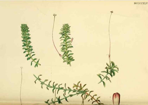 Reproducción/Reproduction 48754044747: English botany, or, Coloured figures of British plants /. London :R. Hardwicke,1863-1886.. 
