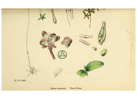 Reproducción/Reproduction 48753854641: English botany, or, Coloured figures of British plants /. London :R. Hardwicke,1863-1886.. 