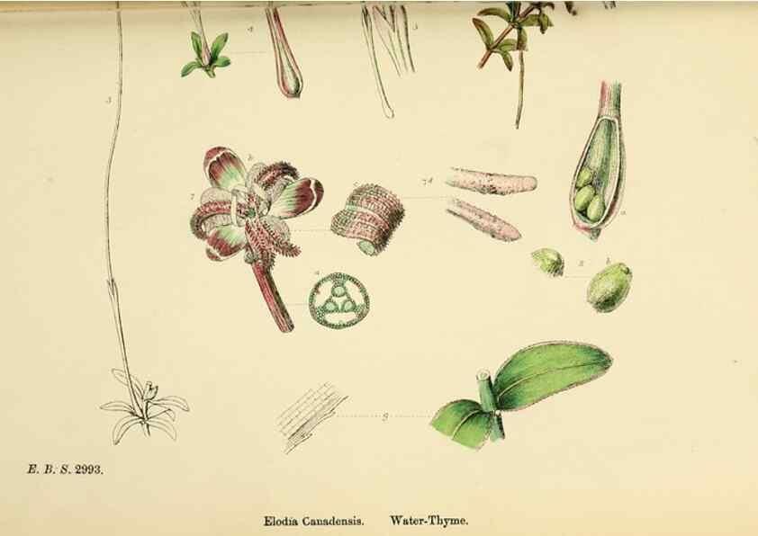 Reproducción/Reproduction 48753854641: English botany, or, Coloured figures of British plants /. London :R. Hardwicke,1863-1886.. 