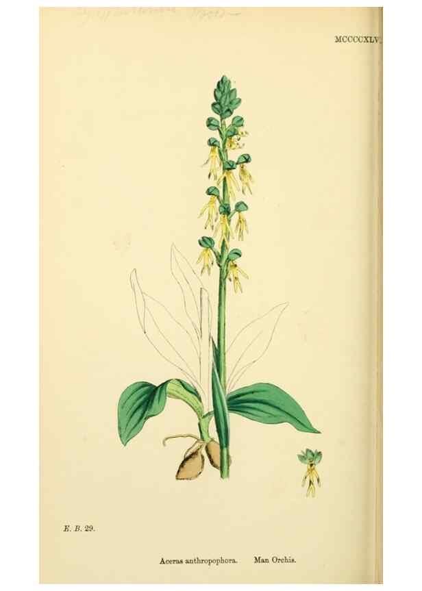 Reproducción/Reproduction 48753530213: English botany, or, Coloured figures of British plants /. London :R. Hardwicke,1863-1886.. 