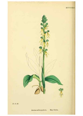 Reproducción/Reproduction 48753530213: English botany, or, Coloured figures of British plants /. London :R. Hardwicke,1863-1886.. 