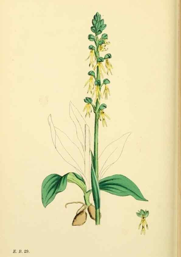Reproducción/Reproduction 48753530213: English botany, or, Coloured figures of British plants /. London :R. Hardwicke,1863-1886.. 