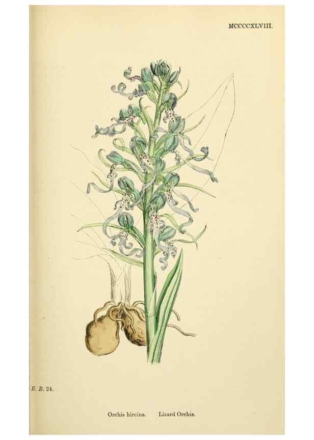 Reproducción/Reproduction 48754045247: English botany, or, Coloured figures of British plants /. London :R. Hardwicke,1863-1886.. 