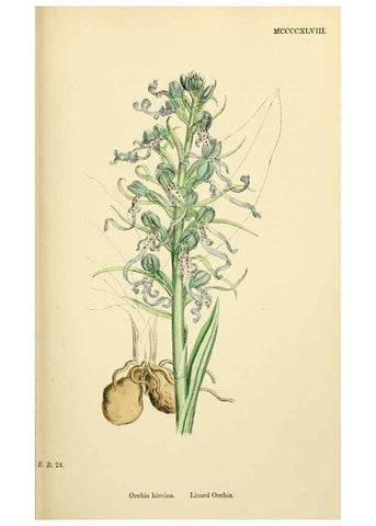Reproducción/Reproduction 48754045247: English botany, or, Coloured figures of British plants /. London :R. Hardwicke,1863-1886.. 