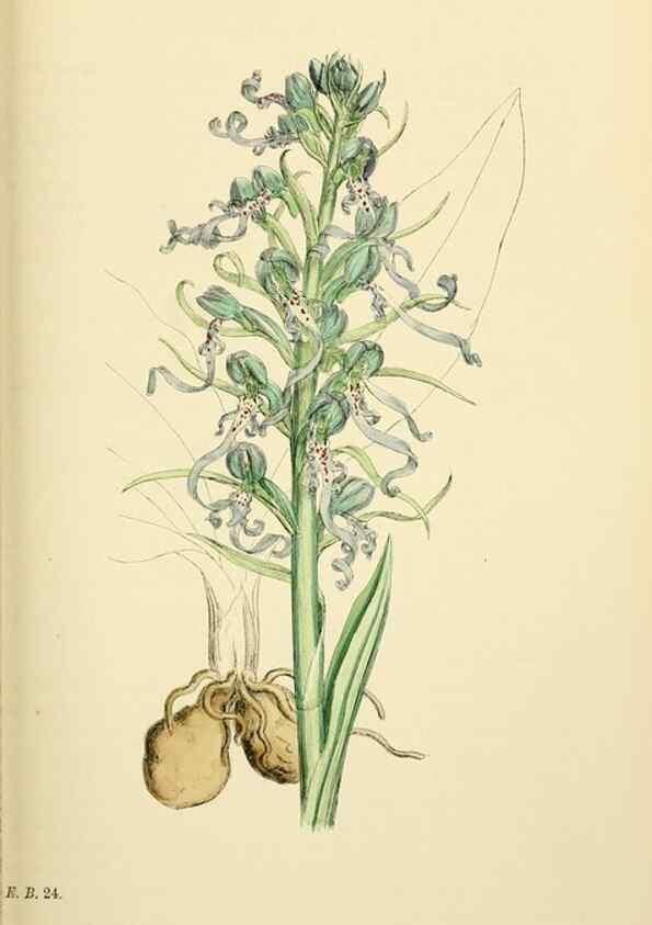 Reproducción/Reproduction 48754045247: English botany, or, Coloured figures of British plants /. London :R. Hardwicke,1863-1886.. 